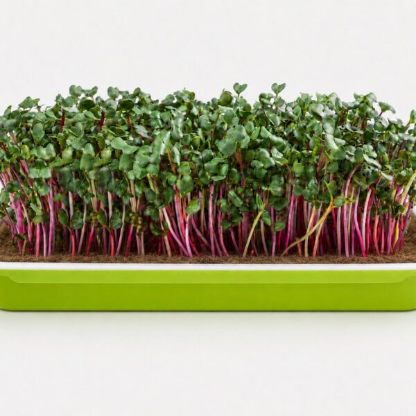 Microgreen startkit med ekologiska frön och matta