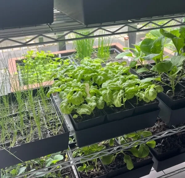 Lær mer om Growth Technology 21 Startpakke med plantefrø og stiklinger