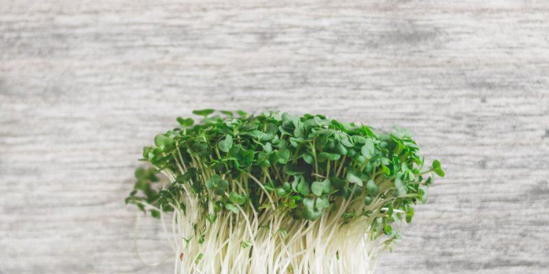 spirefrø broccoli raab