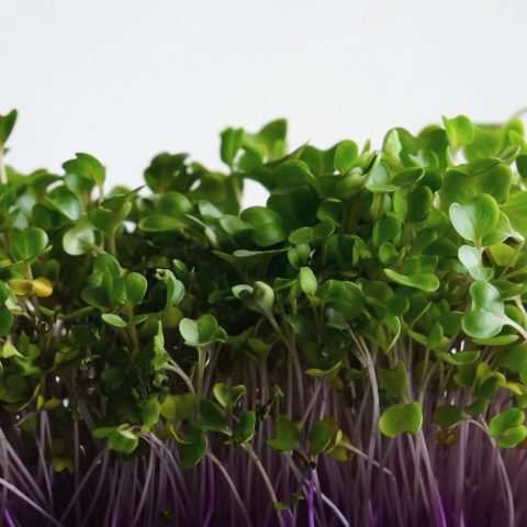 Violet Stems Of Strong Kohlrabi Micro Green Isolated On White